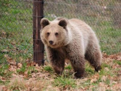 Η "Ζωή"... κοιμήθηκε και αναμέ...