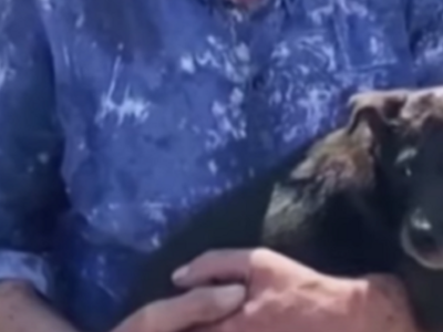 Κουτάβι βγήκε ζωντανό από τα συντρίμμια ...