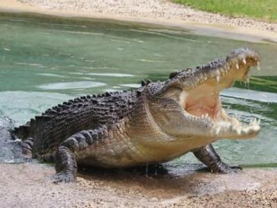 Δύσκολη η "σύλληψη" του Σήφη τ...