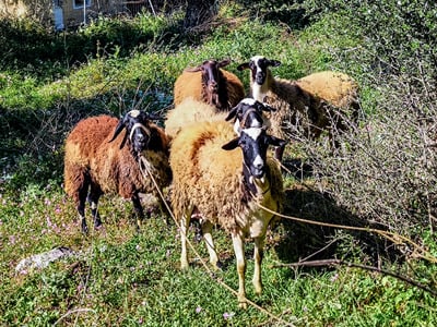 Λέσβος, αφθώδης πυρετός: Σε απόγνωση οι ...