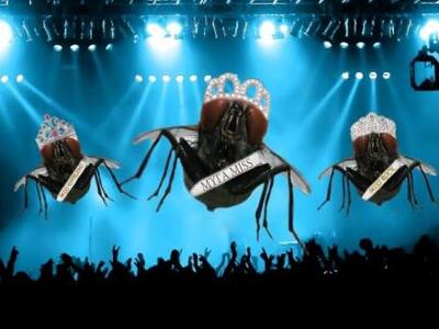 "Μύγα Miss": Μουσική Συνομωσία