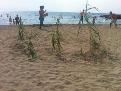 Ηλεία: Τις παραλίες του νομού προτιμούν ...