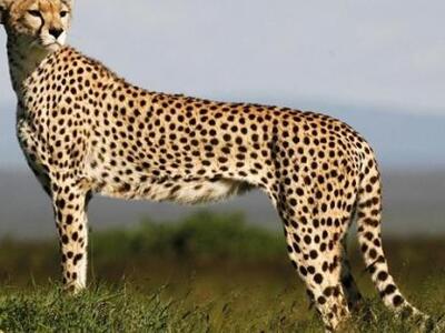 Οι γατόπαρδοι απειλούνται με εξαφάνιση