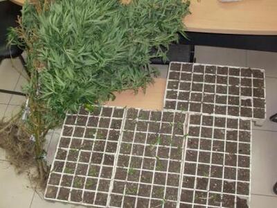 Ηλεία: Συνελήφθησαν τρία άτομα για καλλι...