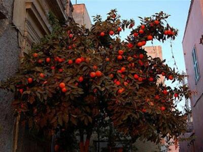 Αγρίνιο: «Βομβάρδιζαν» τα αυτοκίνητα με…...