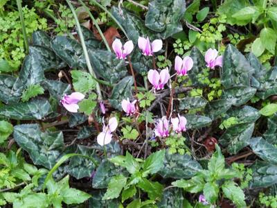 Το μήνυμα της Οικολογικής Δυτικής Ελλάδα...