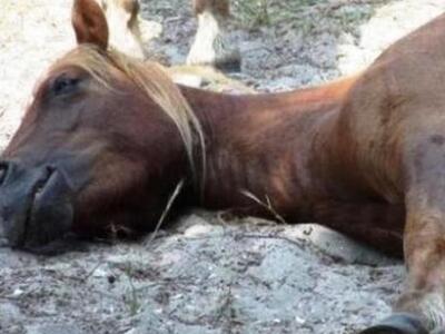 Αχαϊκός Σύλλογος Μέριμνας Ζώων: Ας ρωτήσ...