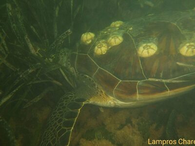 Οι πράσινες χελώνες της λιμνοθάλασσας Μεσολογγίου