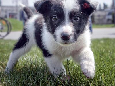 Ασυνείδητος έκανε στόχο σκοποβολής ένα α...