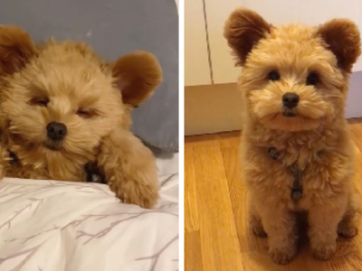 Σκυλάκι ή λούτρινο αρκουδάκι;