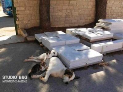 Μια ΥΠΕΡΟΧΗ εικόνα: Σκυλίτσα θηλάζει δύο...