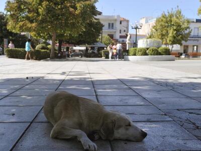 Θέρμο: Έριξε φόλα  σε σκύλο