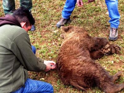 Νεκρό αρκουδάκι σε επαρχιακό δρόμο της Καστοριάς