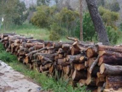 Έστειλαν συνεργείο να κόψει ξύλα από… ξέ...