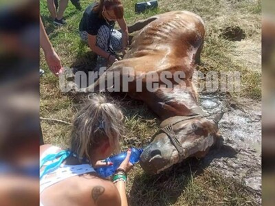Βασανιστικό τέλος για άλογο στην Κέρκυρα...