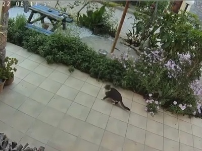 Κρήτη: Γάτα νιώθει τον σεισμό δευτερόλεπ...
