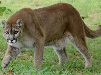 Ώρες αγωνίας για 9χρονη στις ΗΠΑ: Δέχθηκ...