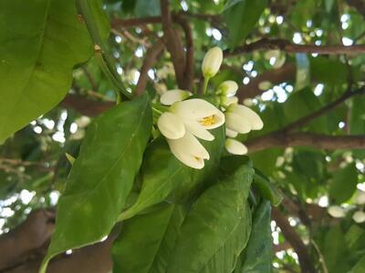 Πάτρα: Άνοιξιάτικες μυρωδιές παντού -Η φ...