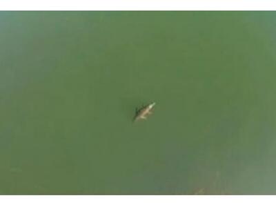 Ο κροκόδειλος του Ρεθύμνου από... ψηλά - BINTEO