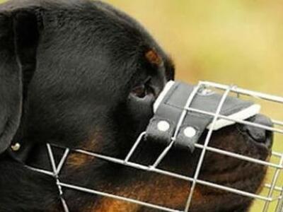 Ορχομενός: Βγήκε από την εντατική το 2χρ...