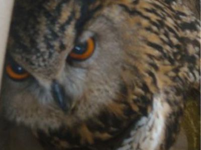 Πυροβόλησαν έναν μπούφο στην Πάτρα