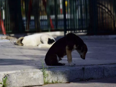 Πιερία: Στη ΜΕΘ γυναίκα που δέχθηκε επίθ...