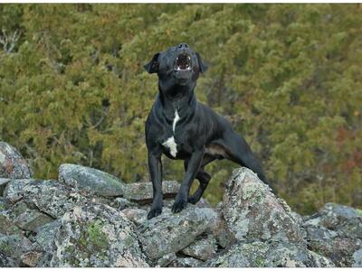Πάτρα: Σκύλος τραυμάτισε ηλικιωμένη
