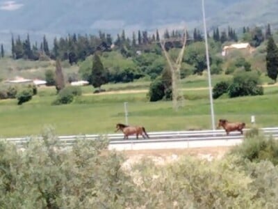 Άγρια άλογα… κάλπαζαν στην Ιόνια Οδό - BINTEO