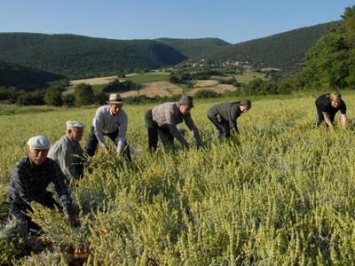 Ημερίδα Βιολογικής καλλιέργειας αρωματικ...