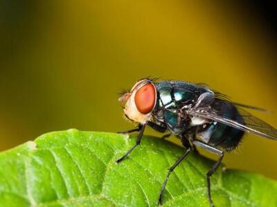 Τι παθαίνουν οι μύγες αν μείνουν 60 χρόν...