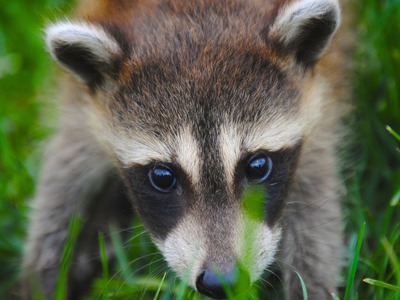 Πυροσβέστες έβαλαν τέλος στον εφιάλτη εν...