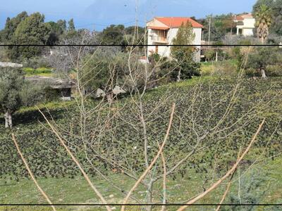 Πουλιά ξαπλωμένα στο χορτάρι σαν χαλί