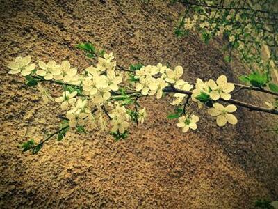 Πάτρα:Μικρός Επιτάφιος και απόψε στο θέατρο Act