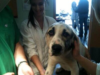 Σε κτηνιατρείο στην Πάτρα η σκυλίτσα της...