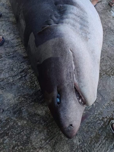 Έβγαλαν τεράστιο καρχαρία-σαπουνά στα Αραχωβίτικα της Πάτρας (photos- video)