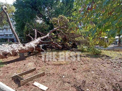 Πάτρα- "Σωριάστηκε" η κουκουνα...