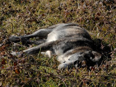 Πύργος: Mαχαίρωσε σκύλο μέχρι θανάτου!
