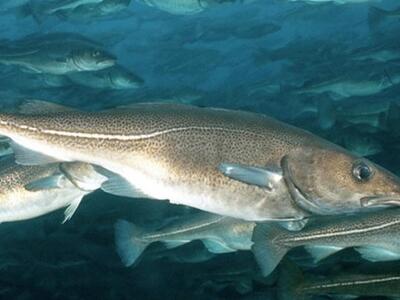 Ακόμη και οι μπακαλιάροι «μιλάνε» με τοπ...