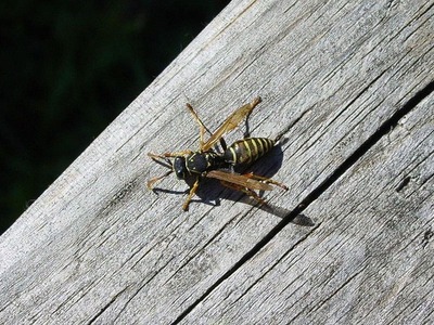 Πότε ένα τσίμπημα μπορεί να οδηγήσει στο...