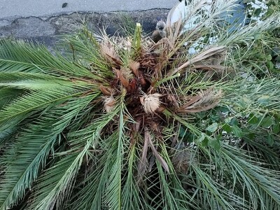 Πάτρα- Απίστευτο: Συνεργείο του ΔΕΔΔΗΕ μ...