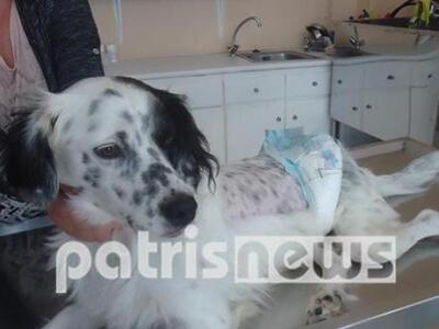 Άγνωστος άνδρας πυροβόλησε σκύλο στην Αν...