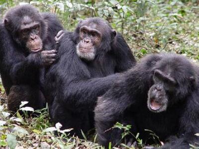 Οι χιμπατζήδες καταγράφουν και διαδίδουν...