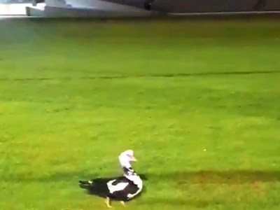 Ο απρόσκλητος επισκέπτης στο χορτάρι του...