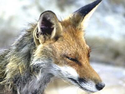 Ξεκινά ο εναέριος δολωματικός εμβολιασμό...