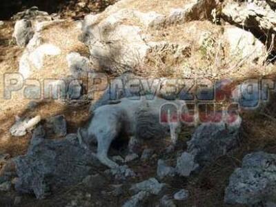 Πρέβεζα: Νεκροταφείο σκύλων το Ζάλογγο 