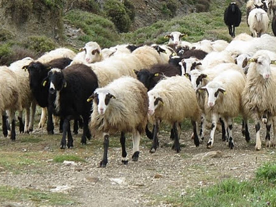 Αμαλιάδα: Πατέρας και γιοι είχαν γίνει ο...