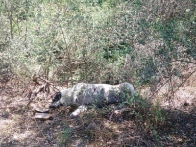 Κτηνωδία: Δηλητηρίασαν σκυλίτσα μόλις γέ...