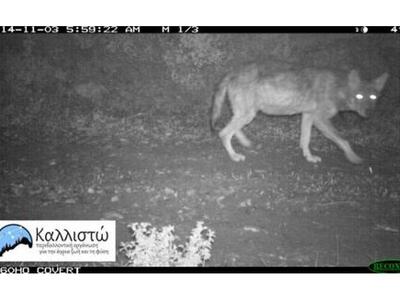Καλλιστώ: Επέστρεψαν οι λύκοι στην Πάρνη...