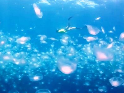 Δύτης κολυμπά πλάι σε εκατοντάδες μέδουσες!