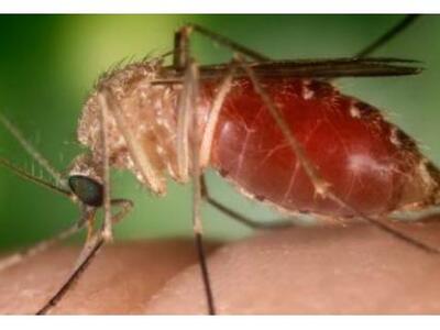 Τέσσερις νεκροί στη Σερβία από τον ιό το...